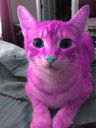 WarframeMarket profile picture for @Cats.