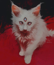 WarframeMarket profile picture for @NIGHTMARISH